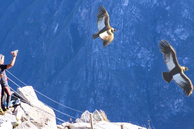 Flight of the Condor - Condors Natural Habitat