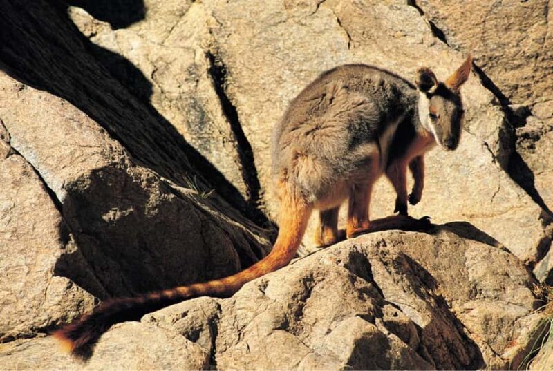 Flinders Ranges & Outback: 5-Day 4WD Tour from Adelaide - Exploring the 5-Day Outback Safari