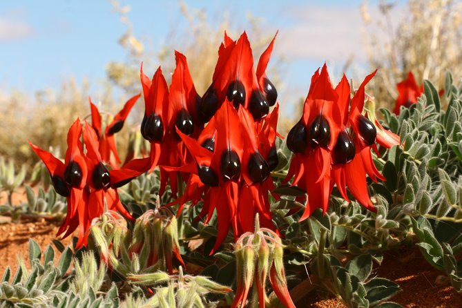Flinders Ranges & Outback 5 Day Small Group 4WD Eco Tour - Pricing and Booking Information