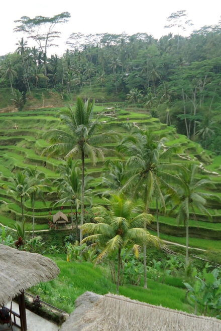 Floating Breakfast : Best Highlights of Ubud / Private Tour - Ubuds Must-See Attractions