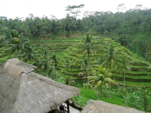 Floating Breakfast : Best Highlights of Ubud / Private Tour - Questions You May Have