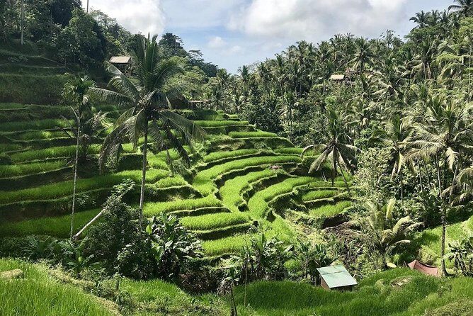 Floating breakfast for a resort feel + Ubud + Tegalalang Rice Terrace Private Tour 8 hours/Hotel transfer included - Why This Tour Stands Out