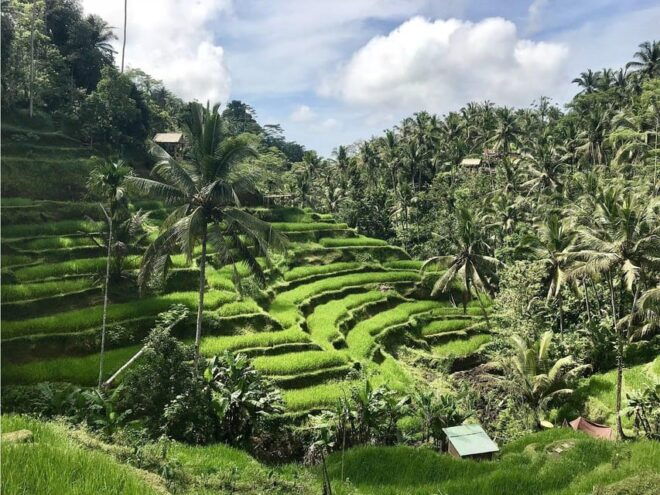 Floating Breakfast : Kintamani, Tirta Empul, Rice Terrace - Pricing Information