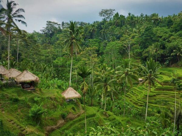 Floating Breakfast : Kintamani, Tirta Empul, Rice Terrace - Visiting Tegallalang Rice Terrace