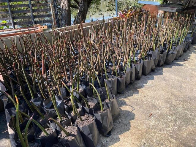 Floating & Railway Markets With Optional Mangrove Forest - Optional Mangrove Forest Visit