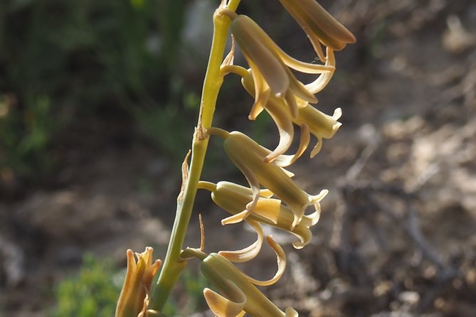 Flora and Fauna Workshop of the Zaragoza Steppe - Weather and Traveler Requirements