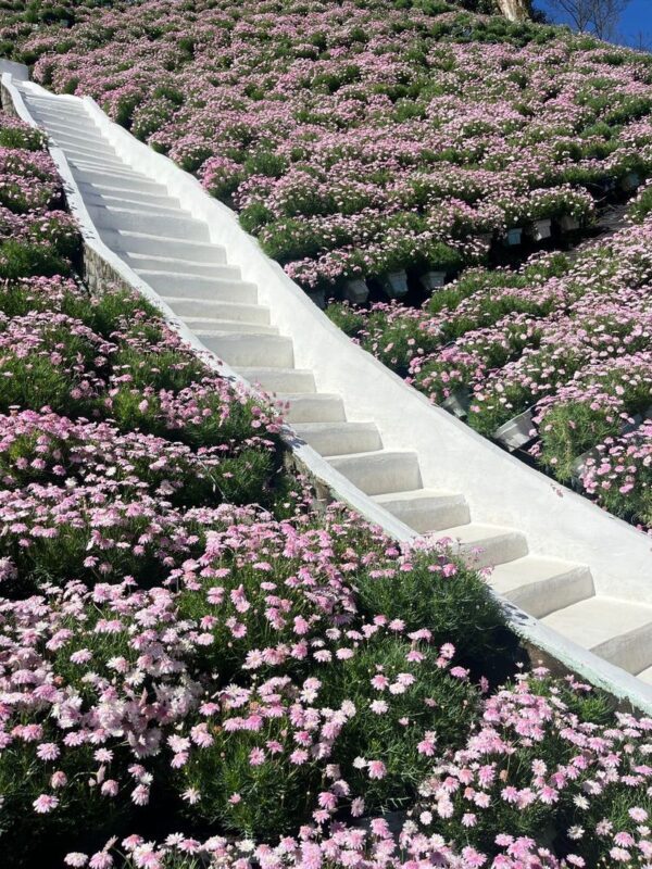 Flora Park Ticket in Cameron Highlands - Allow two to three hours, or more