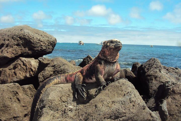 Floreana Island Full Day Tour in Galapagos - The Scalesia forest and a rare petrel