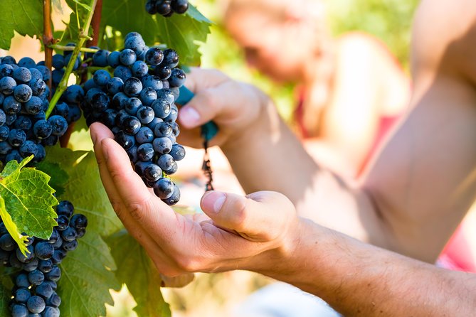Florence and Chianti Experience Tour From Lucca Including Wine - Tour Overview