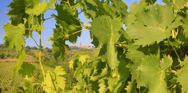 Florence: Chianti Villages, San Gimignano and Winery Tour - Customer Reviews and Feedback