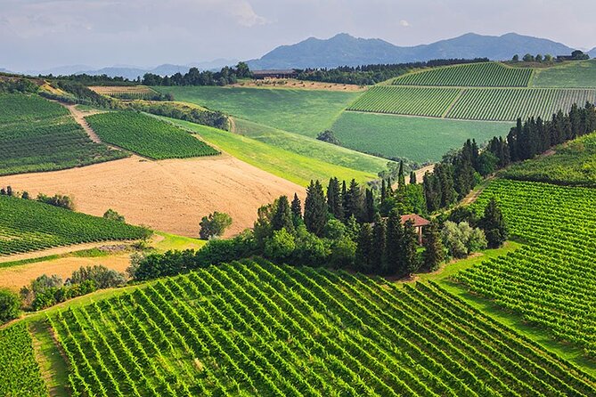 Florence: Chianti Wine Experience - Experience Highlights