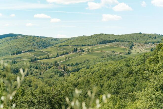 Florence: Chianti Wineries Tour With Food and Wine Tasting - Wine Tasting Experience
