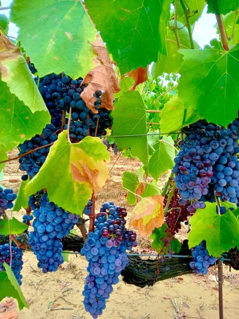 Florence: Countryside Tour With Wine Tasting & Pasta Class - A Journey Through Organic Tuscan Wines