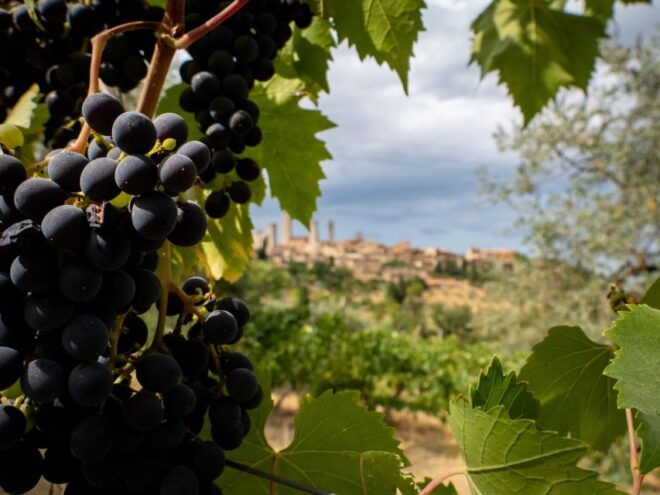 Florence or Bologna: 2 Cellar Tours in Chianti With Lunch - Logistics and Communication