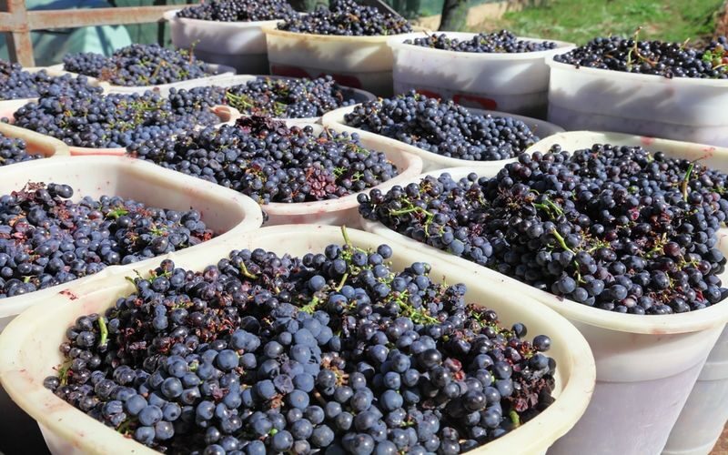 Florence to Chianti half day vineyard and wine tasting tour - A short outing focused on Chianti wine