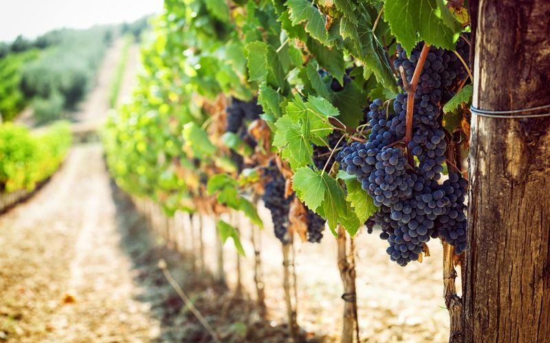 Florence to Chianti half day vineyard and wine tasting tour - Vegetarian food is a useful plus