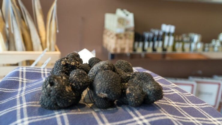 Florence: Truffle Hunting and Vinci With Lunch and Winery - Highlights