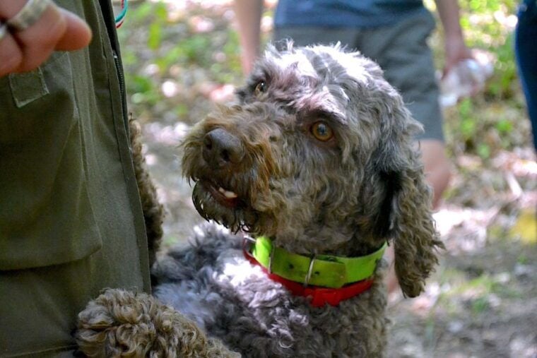 Florence: Truffle Hunting, Lunch, and Wine Tasting Tour - FAQ