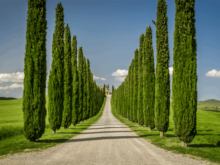 Florence: Tuscan Day trip Siena San Gimignano, Pisa, - The Sum Up