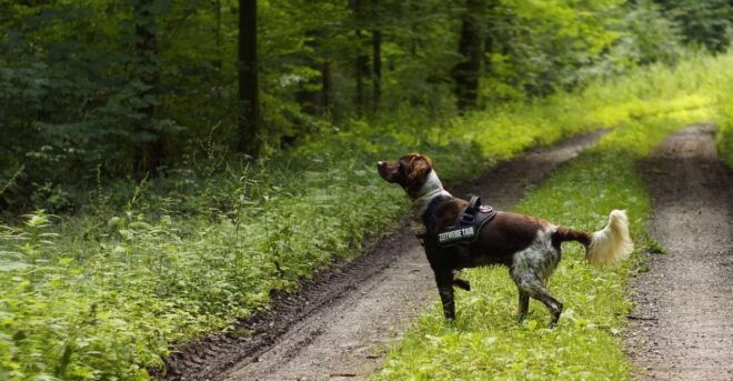 Florence: Tuscany Truffle Hunt Culinary Adventure Tour - Tour Description