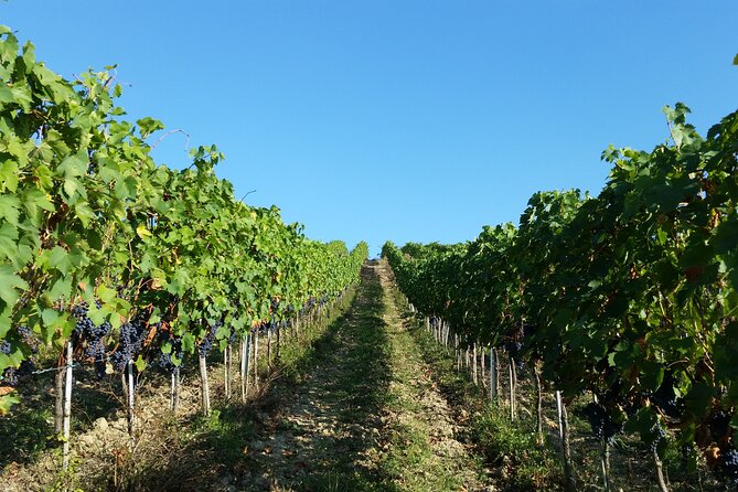 Florence: Wine Making Private Experience In Tuscany - Experience Details