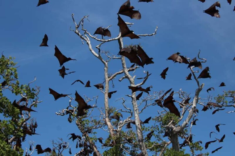 Flores: 7-Day Guided Tour with Snorkeling & Sightseeing - Discover the Charm of Flores: A 7-Day Guided Tour with Snorkeling & Sightseeing