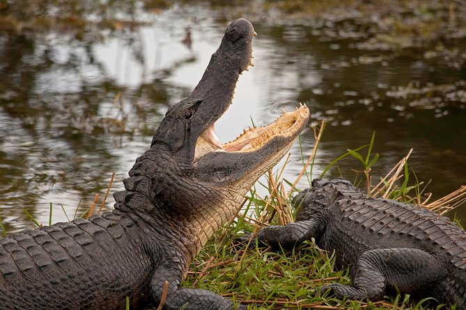 Florida Everglades Airboat Adventure Plus Miami Biscayne Bay Cruise - Tips and Considerations for the Tour