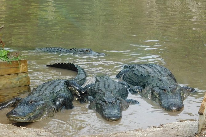 Florida Everglades Airboat Tour and Wild Florida Admission With Optional Lunch - Tour Overview