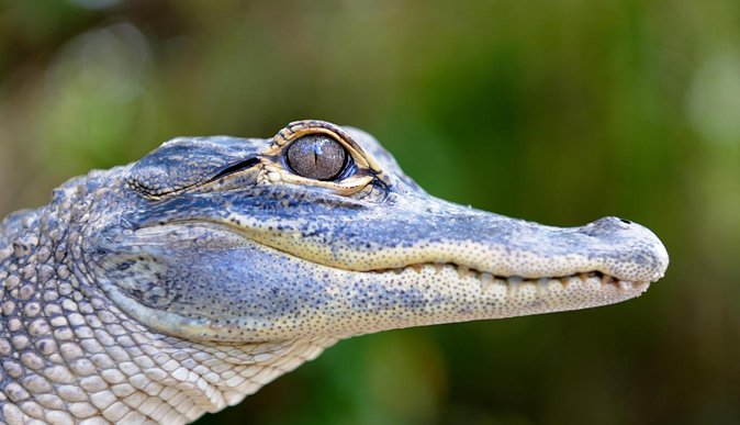 Florida Everglades Airboat Tour and Wild Florida Admission With Optional Lunch - Common Questions