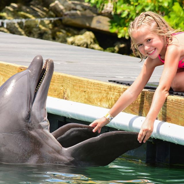 Florida Keys: Dockside Dolphin Experience - Inclusions