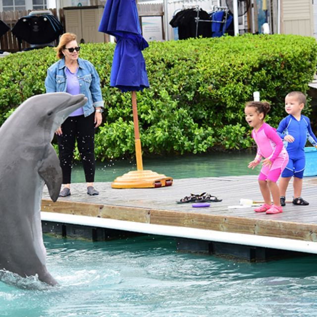 Florida Keys: Dockside Dolphin Experience - Booking Information