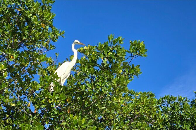 Florida Keys Kayak And Paddleboard Rentals - Why This Experience Works