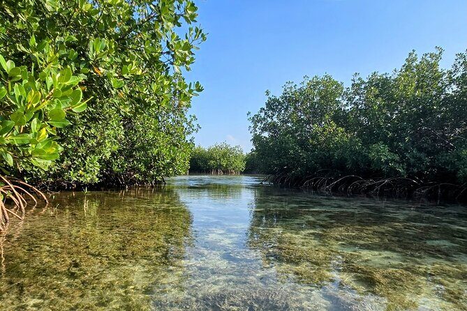 Florida Keys Kayak And Paddleboard Rentals - Who Will Love It?