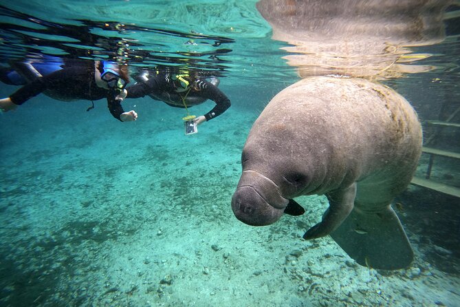 Florida Manatee Swim Adventure - Inclusions and Duration