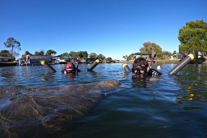 Florida Manatee Swim Adventure - Crystal River Experience