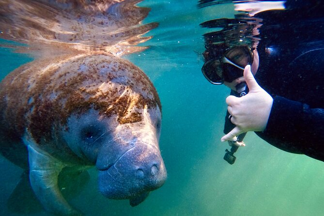 Florida Manatees, Nature Park, and Airboat Tour From Orlando - The Sum Up