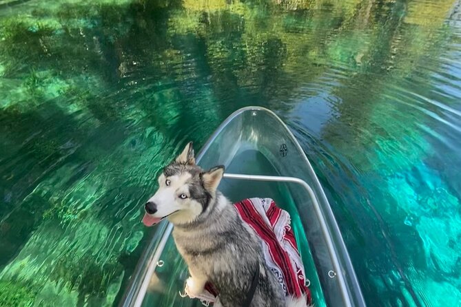 Florida: Silver Springs Small-Group Clear Kayaking Tour  - Orlando - Scenic Springs