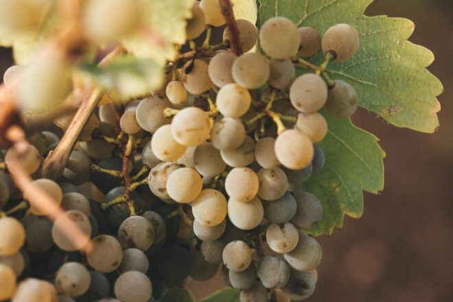 Flörsheim-Dalsheim: Experience Wine Tasting - 10 Wines, 5 Dishes - Booking Details
