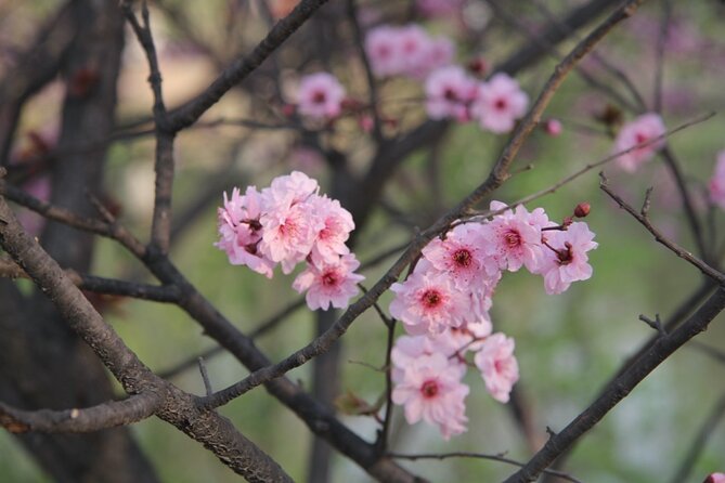 Flower Day-Trip in Beijing Olympic Forest Park - Good To Know
