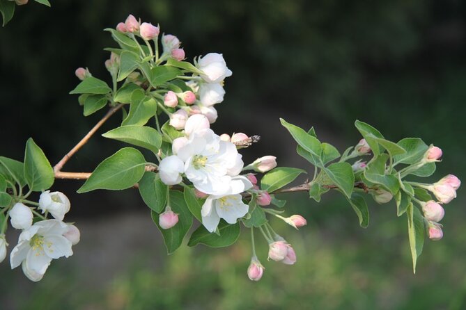 Flower Day-Trip in Beijing Olympic Forest Park - Operator Information