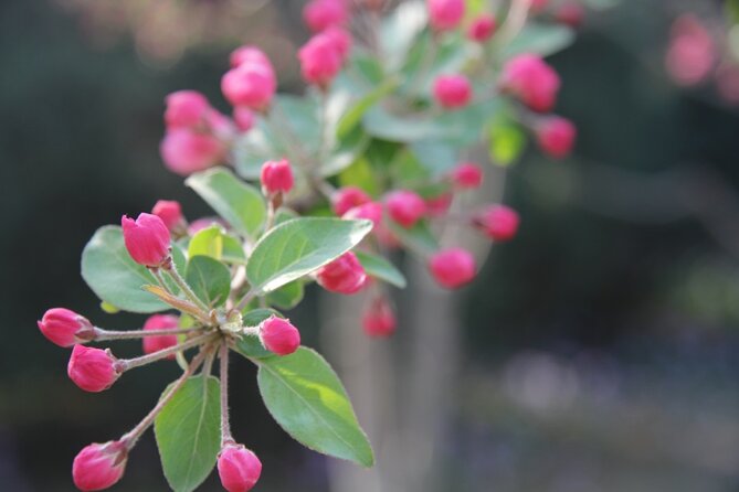 Flower Day-Trip in Beijing Olympic Forest Park - Booking and Cancellation Policy