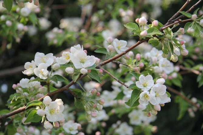 Flower Day-Trip in Beijing Olympic Forest Park - Directions and Meeting Details