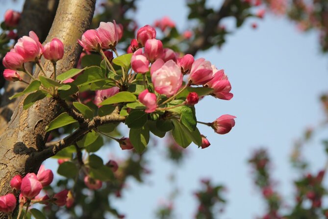 Flower Day-Trip in Beijing Olympic Forest Park - Frequently Asked Questions