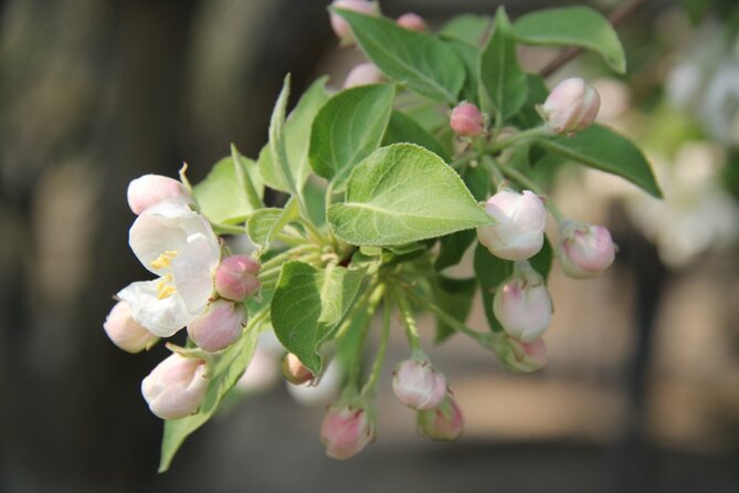 Flower Day-Trip in Beijing Olympic Forest Park - The Sum Up