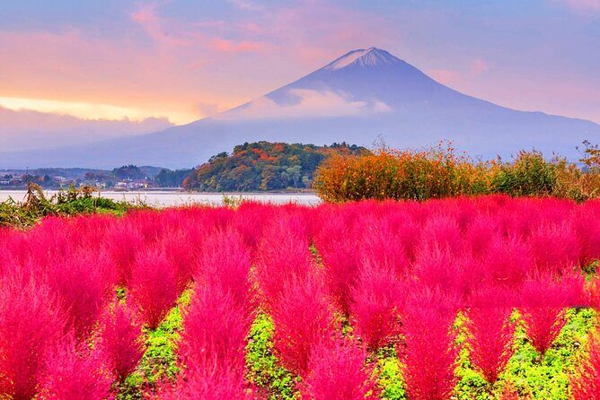 Flower Viewing at Kawaguchiko & Mt. Fuji Day Tour with Kusa Mochi - Good To Know