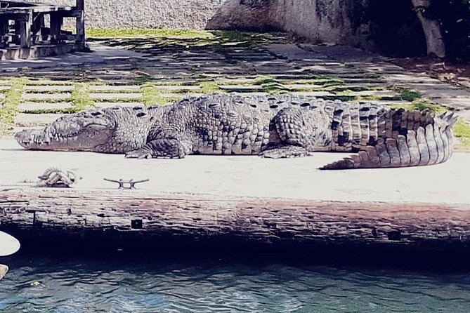 Floyds Pelican Bar and Black River Safari Private Tour - Tour Highlights