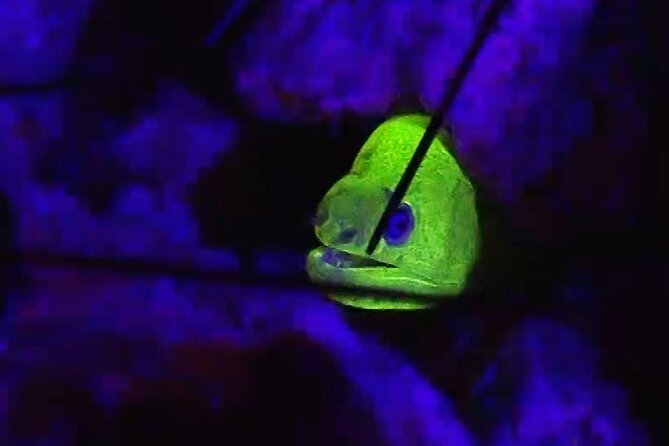 Fluorescent Diving With Ultraviolet Dive Lights - How Ultraviolet Dive Lights Work