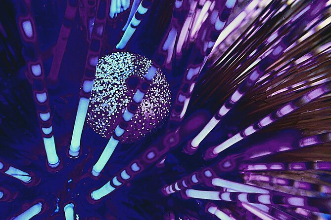 Fluorescent Diving With Ultraviolet Dive Lights - Safety Tips for Fluorescent Diving
