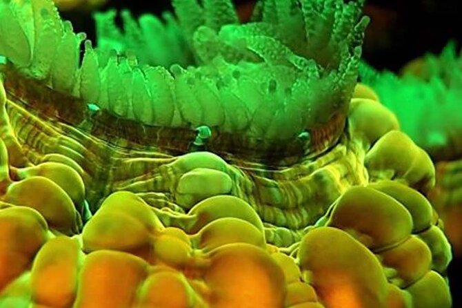 Fluorescent Diving With Ultraviolet Dive Lights - Choosing the Right Ultraviolet Dive Light