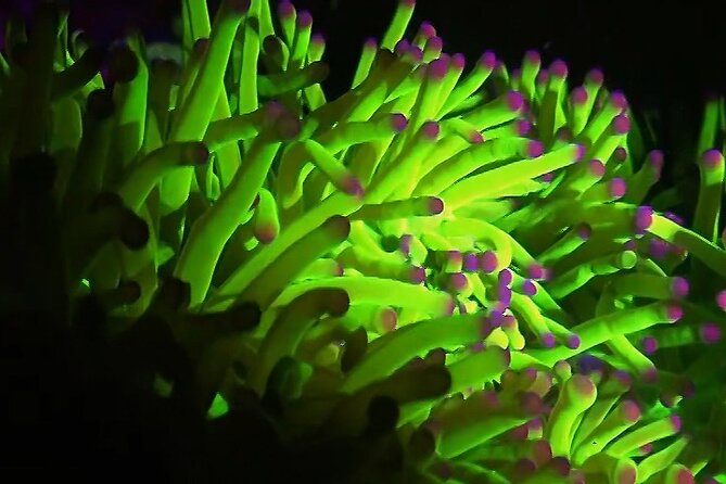 Fluorescent Diving With Ultraviolet Dive Lights - Common Questions